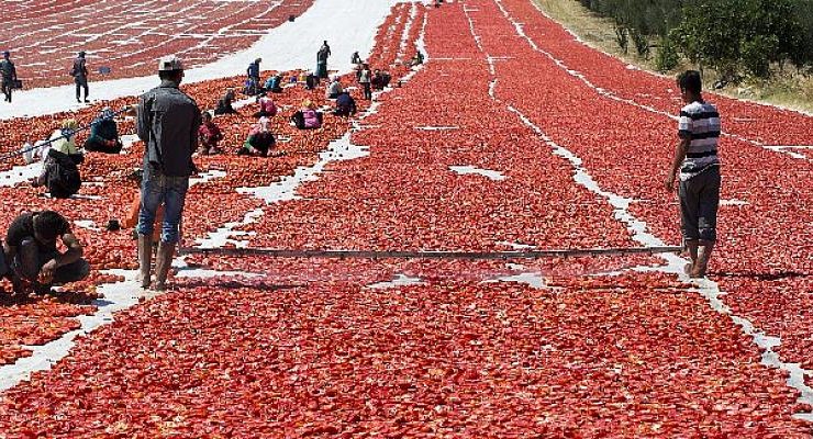 Kuru domates ihracatı 100 milyon dolara koşuyor