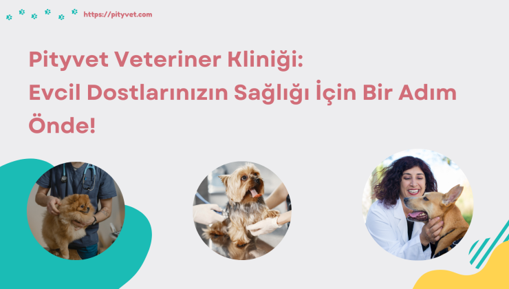 Pityvet Veteriner Kliniği: Evcil Dostlarınızın Sağlığı İçin Bir Adım Önde