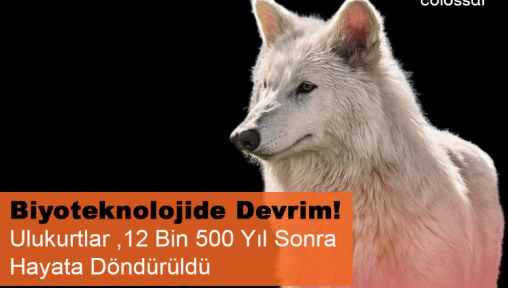 Nesli Tükenen Ulukurtlar 12 Bin Yıl Sonra Hayata Döndürüldü